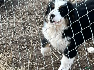 Bernese Mountain Dog dogs Bernese Mountain Dog Puppy 2 - Ad 3