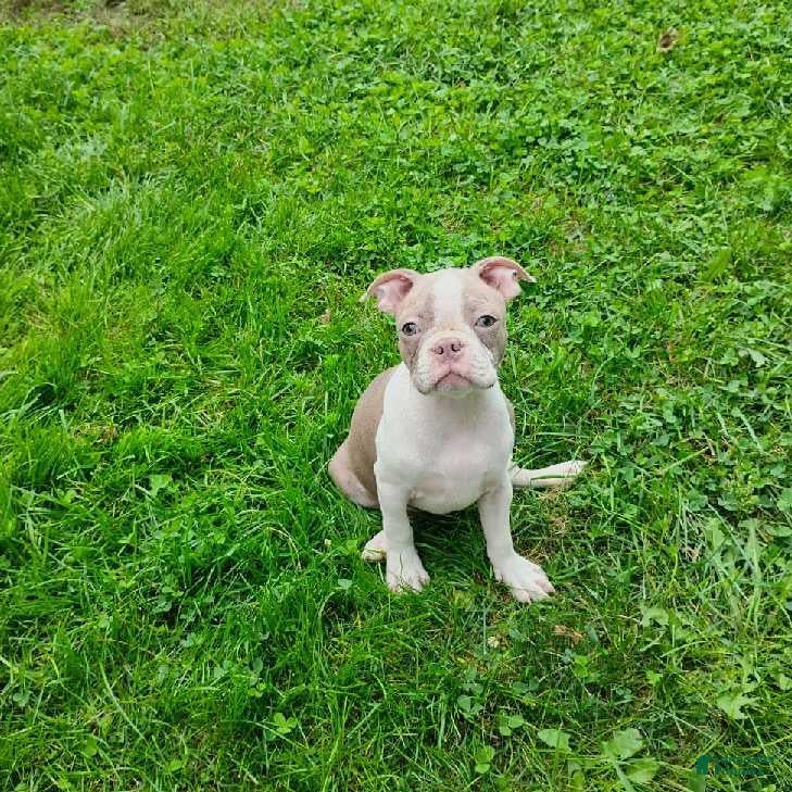 Boston Terrier dogs Roland - Ad 1