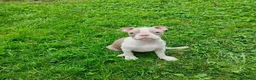 Boston Terrier dogs for sale: Roland - Ad 1