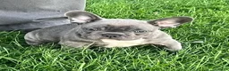 French Bulldog dogs for sale: Flint French Bulldog  - Ad 6