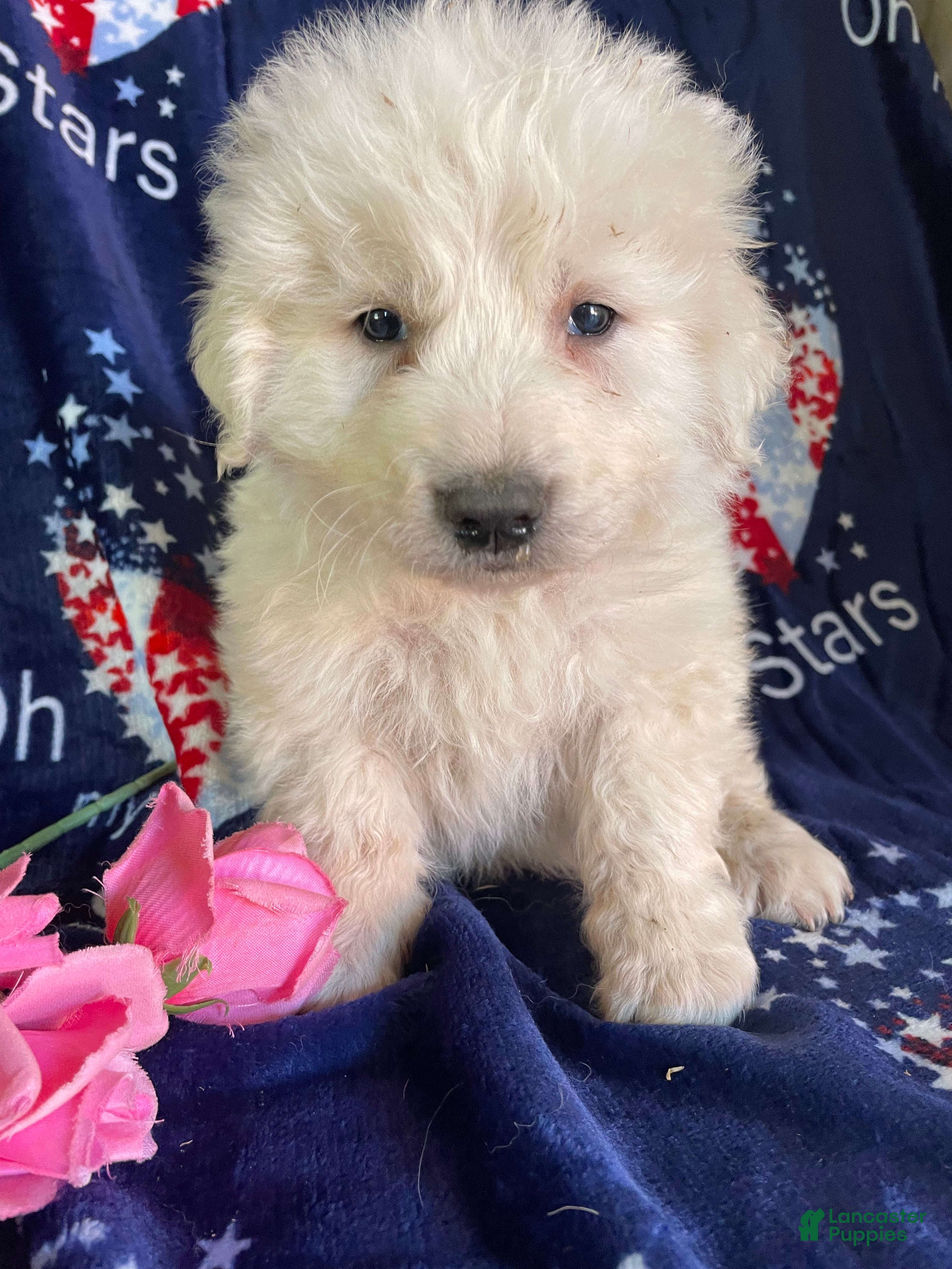 Great Pyrenees dogs Yukon - Ad 13