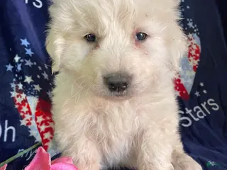 Great Pyrenees dogs Yukon - Ad 13
