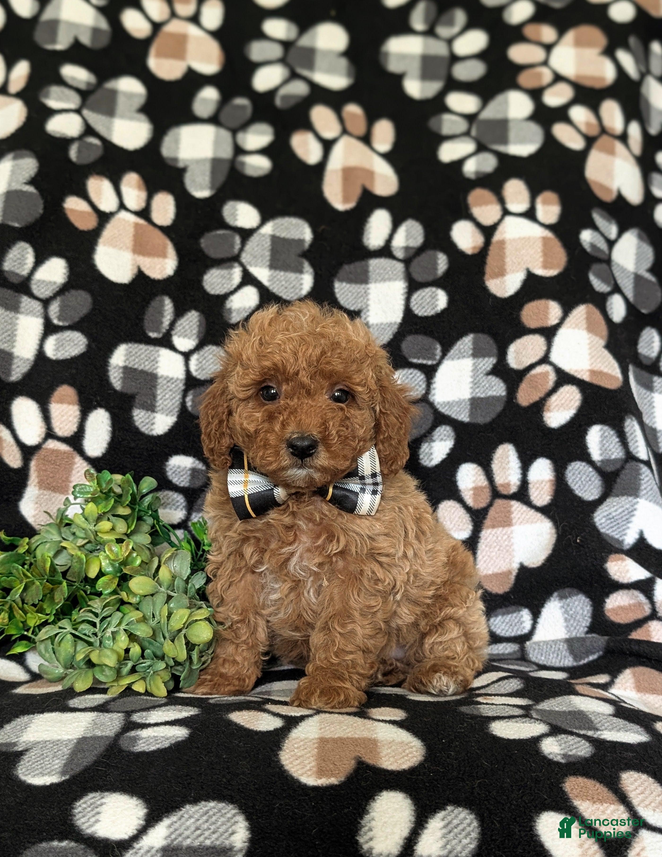 Miniature Poodle dogs Sniper - Ad 2