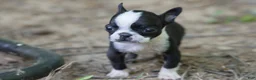 Boston Terrier dogs for sale: Raisin - Ad 3