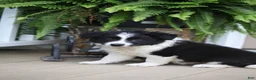 Border Collie dogs for sale: Trooper - Ad 4