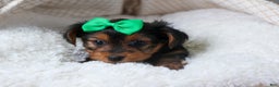 Yorkshire Terrier dogs for sale: CHLOE - Ad 7