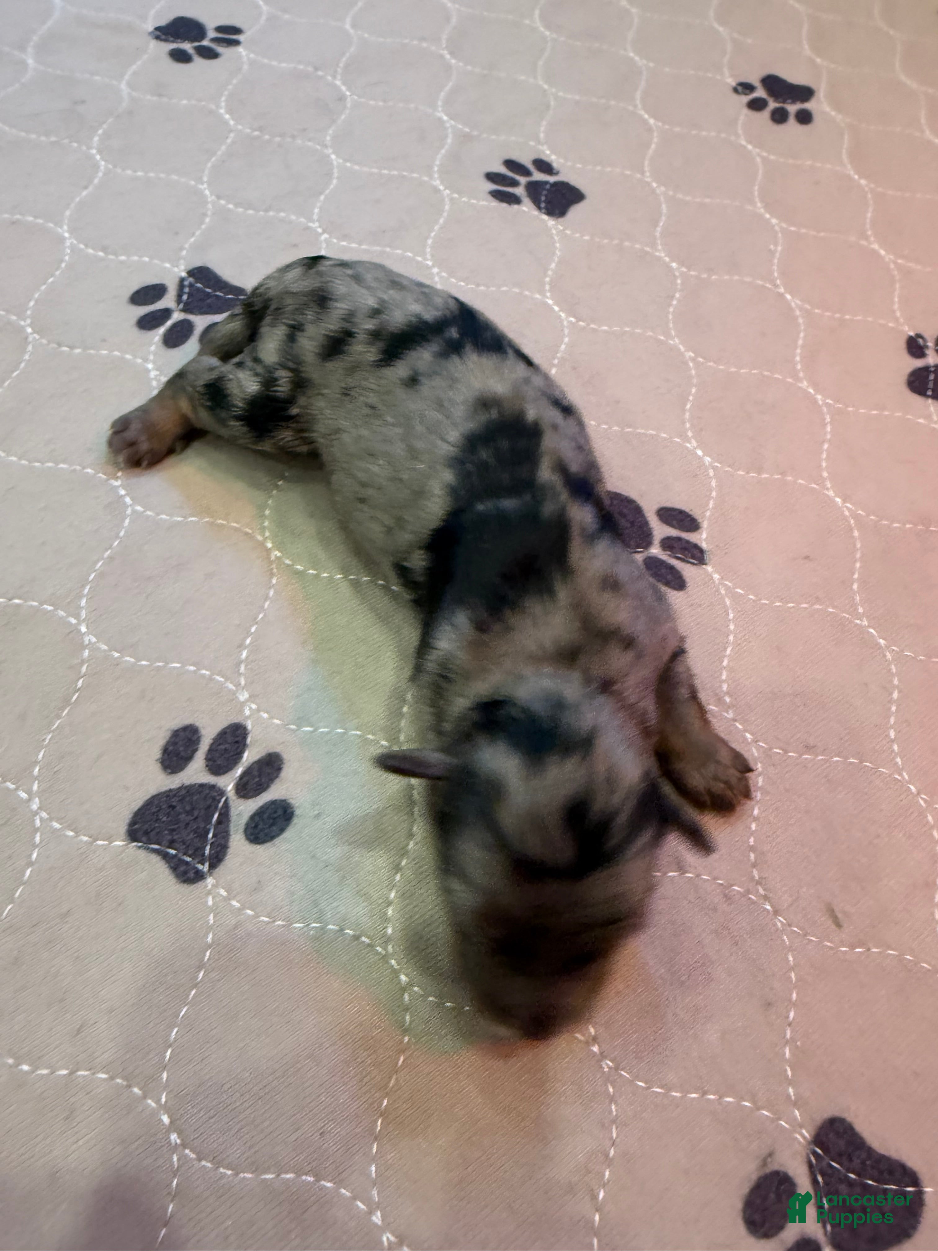 Mini Bernedoodle dogs Teddy - Ad 12
