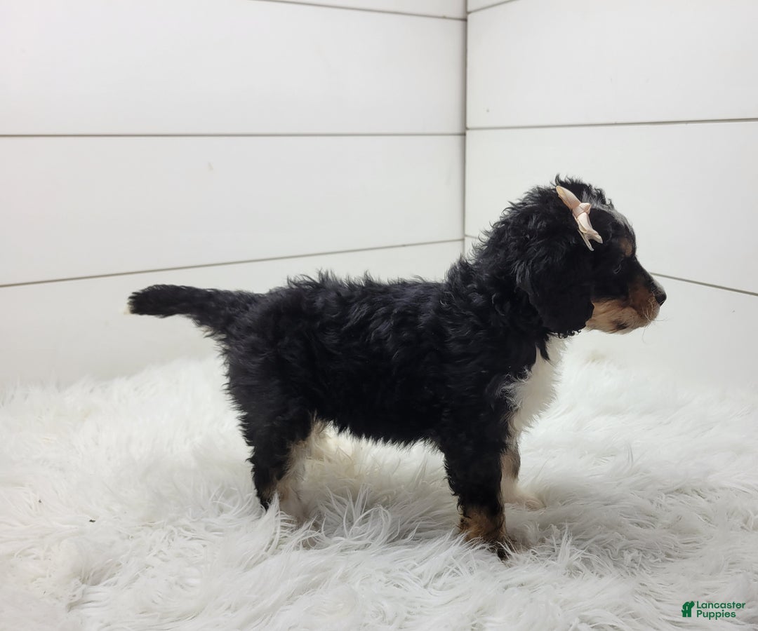 Bernedoodle dogs for sale: Finley - Ad 2