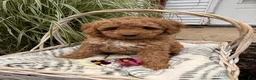 Mini Goldendoodle dogs for sale: Betzy - Ad 5
