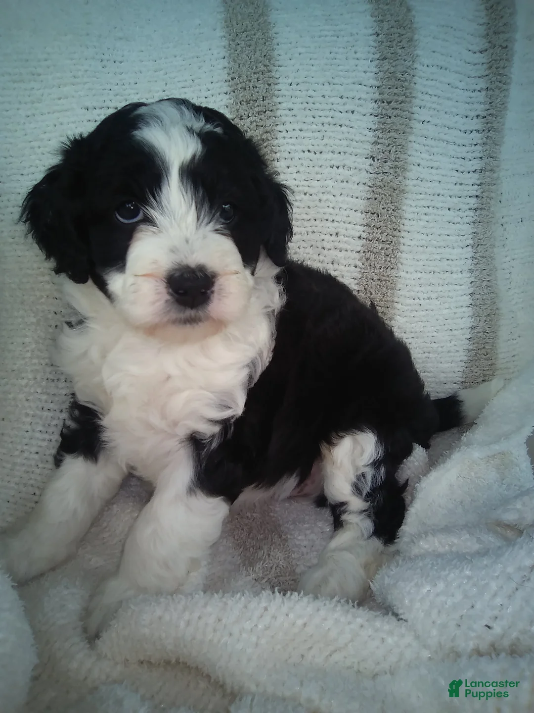 Aussiedoodle dogs for sale: Sunny - Ad 1