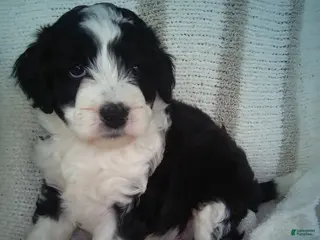Aussiedoodle dogs for sale: Sunny - Ad 1