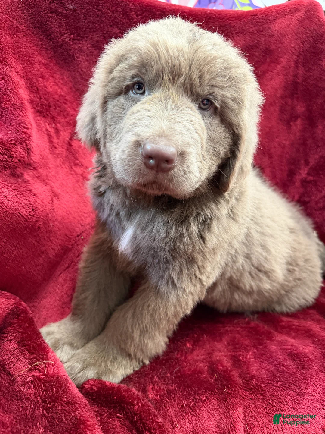 Newfoundland dogs for sale: Newfoundland 1 - Ad 2