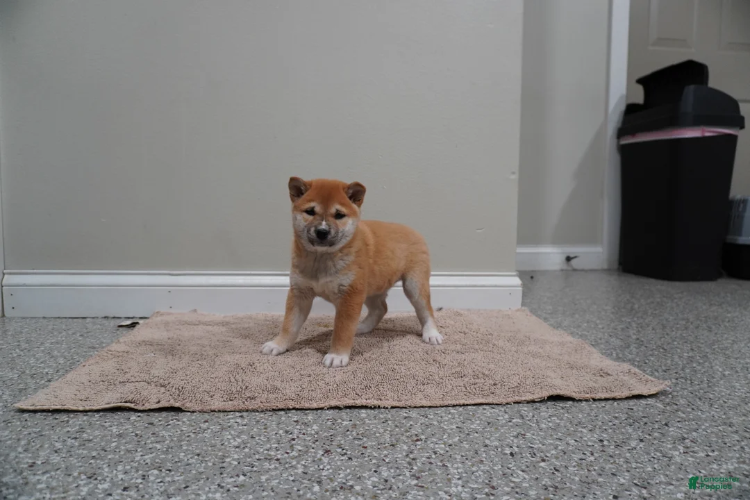 Shiba Inu dogs for sale: Shiba Inu Puppy 4 - Ad 2