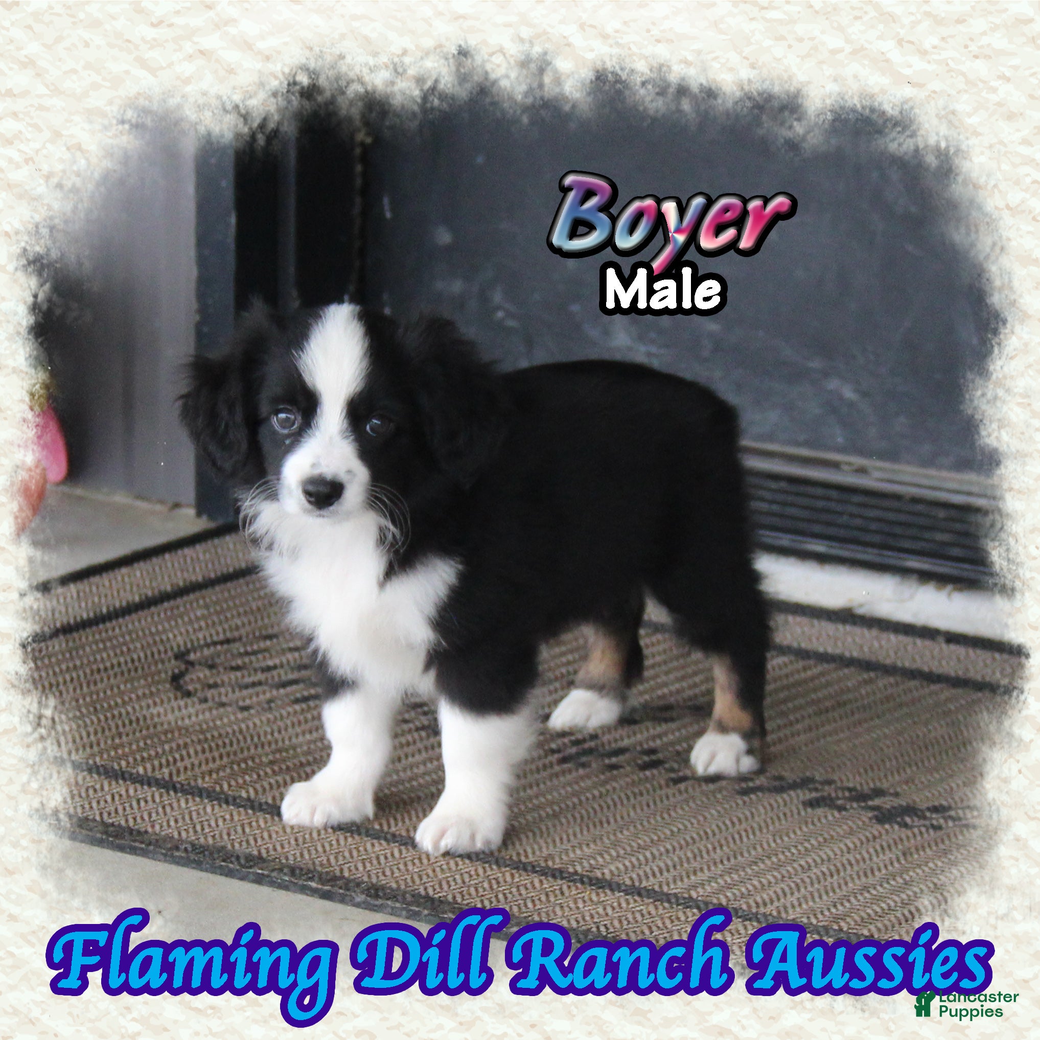 Toy Australian Shepherd dogs for sale: Boyer - Ad 1
