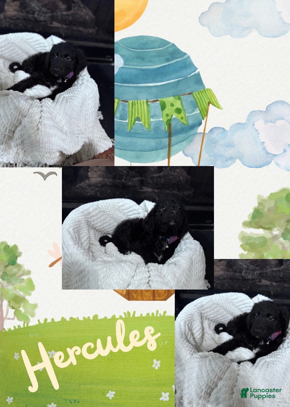 Double Doodle dogs Double Doodle Puppy 5 - Ad 5