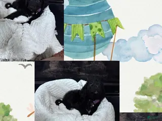 Double Doodle dogs Double Doodle Puppy 5 - Ad 5