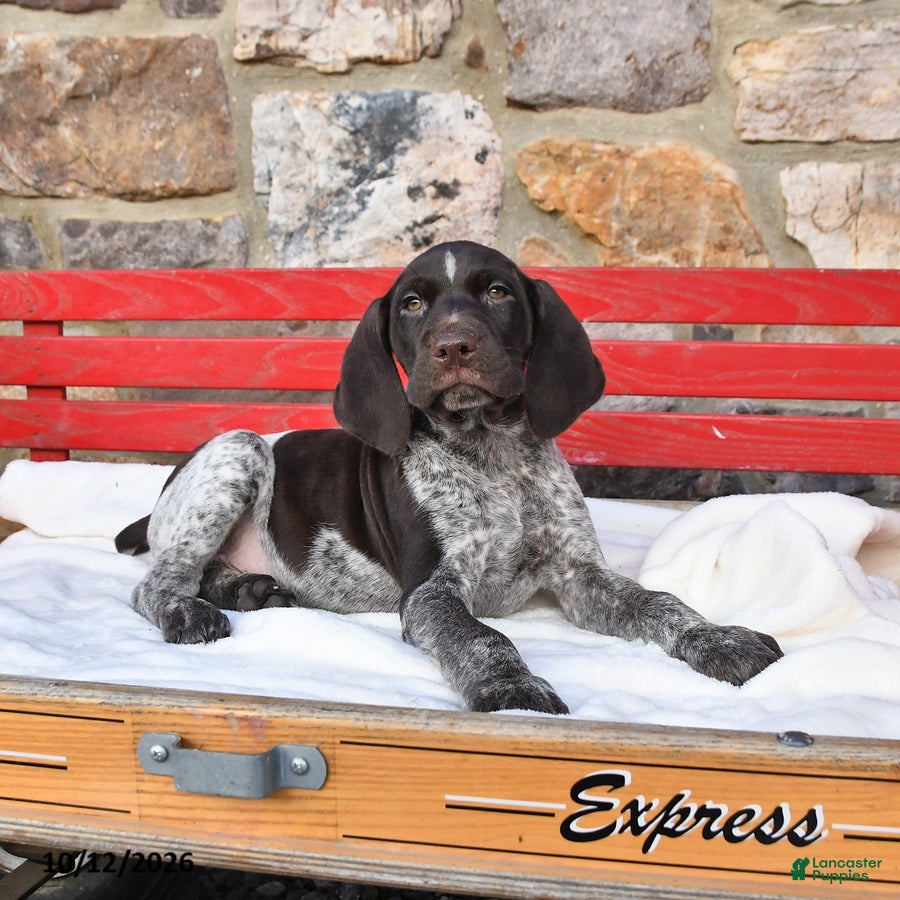 German Shorthaired Pointer dogs for sale: Pepper - Ad 2
