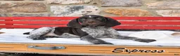 German Shorthaired Pointer dogs for sale: Pepper - Ad 2