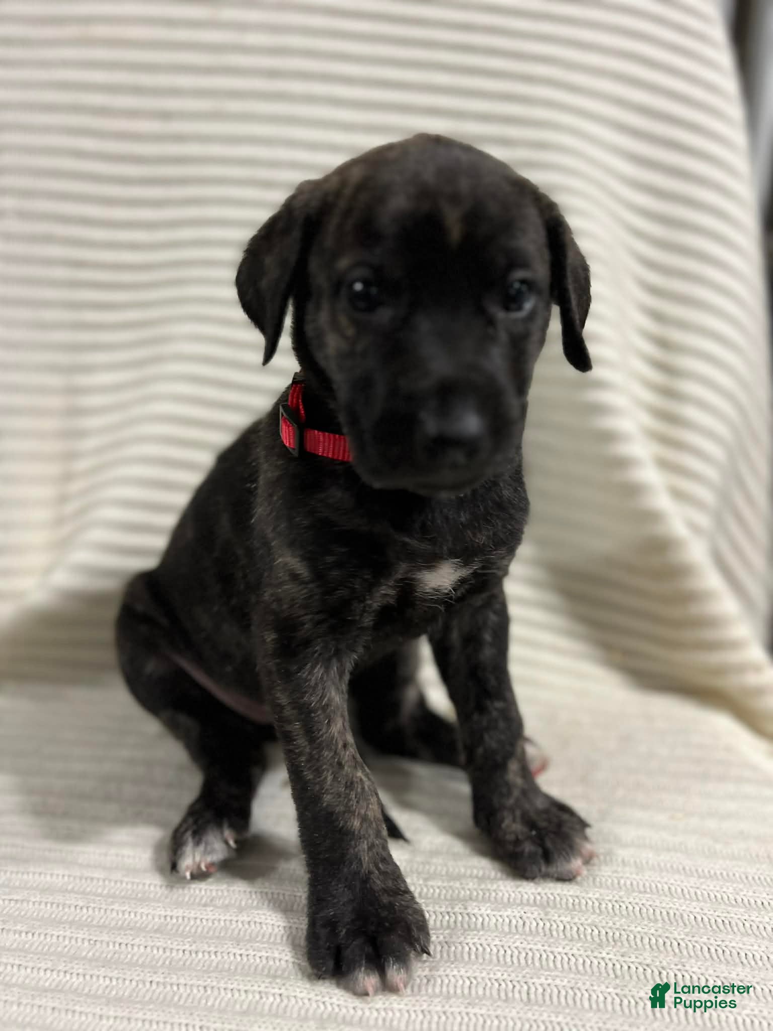 Mixed Breed dogs Sophia  - Ad 2