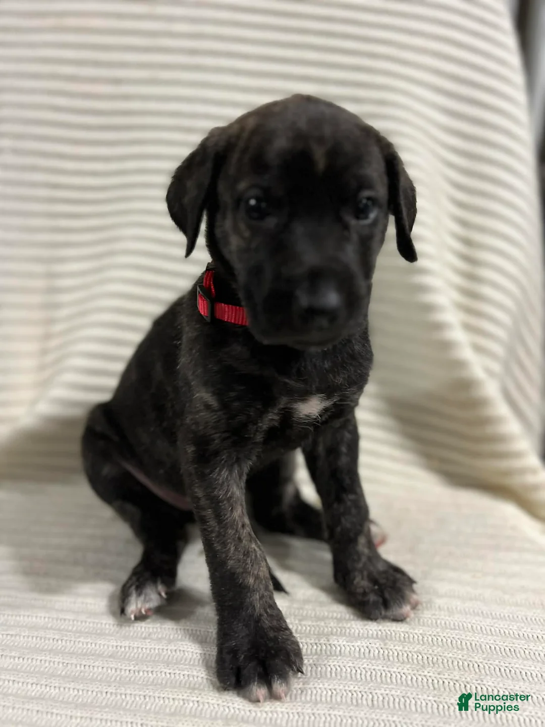 Mixed Breed dogs for sale: Sophia  - Ad 2