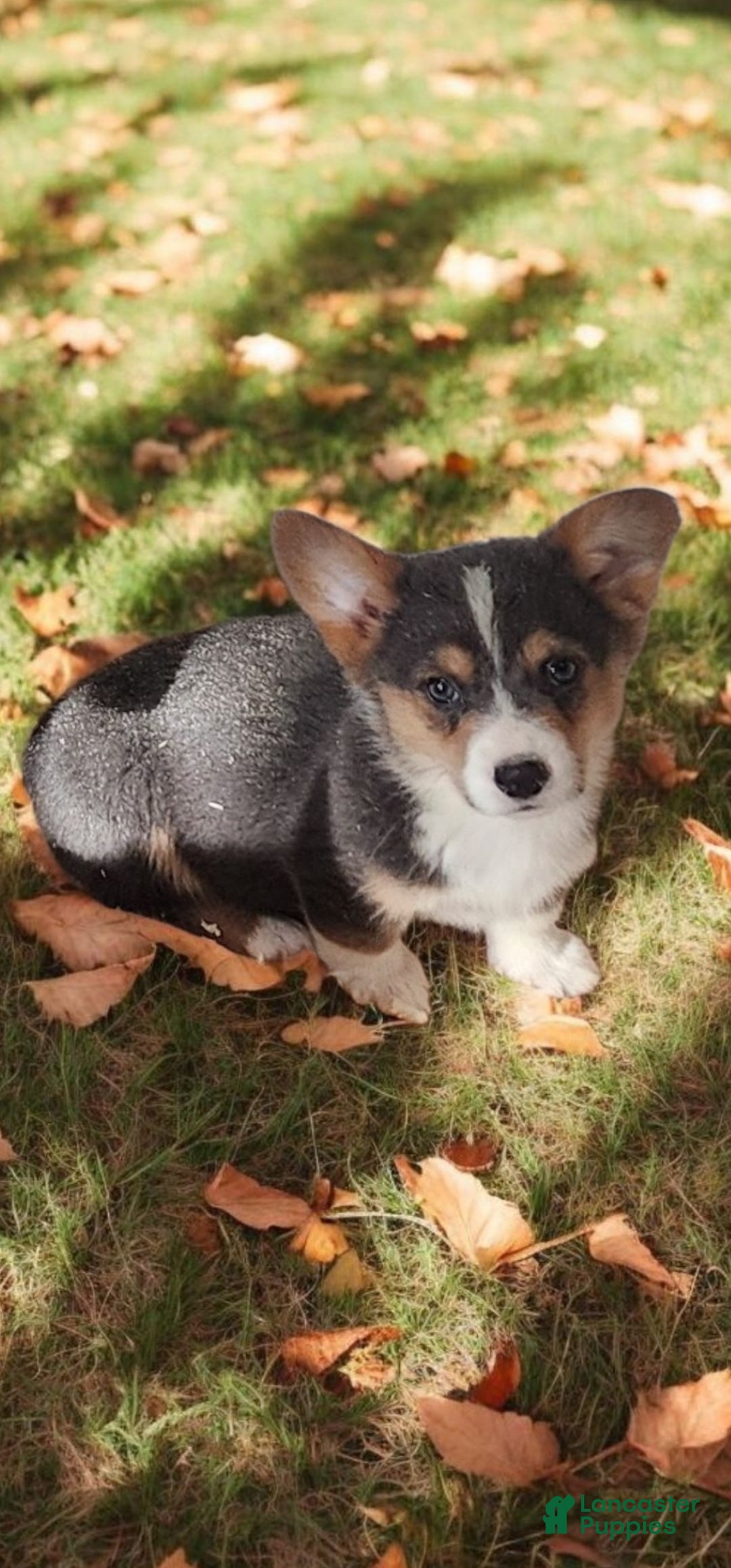 Welsh Corgi Pembroke dogs for sale: Alfie bluie  - Ad 18