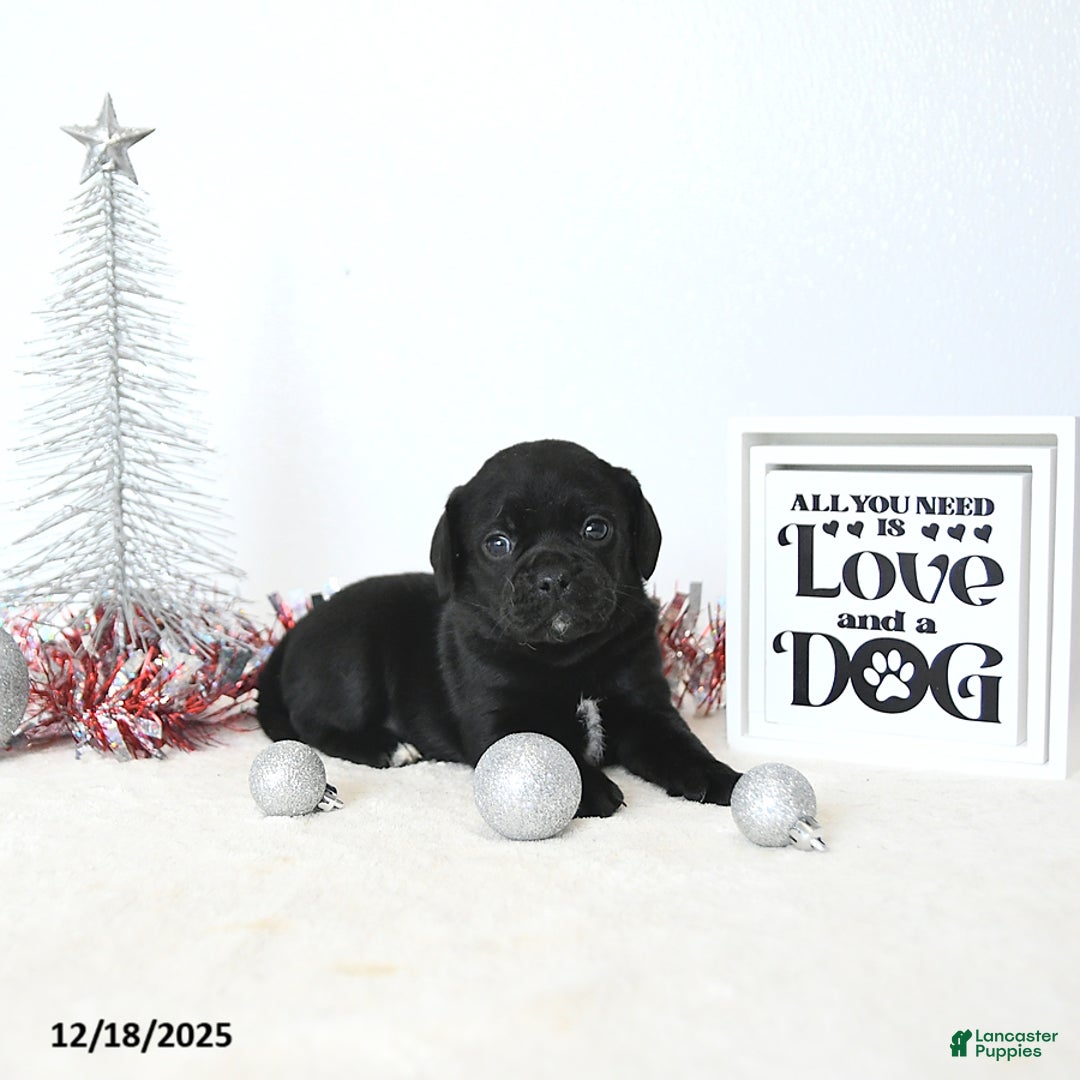 Puggle dogs for sale: Gracie - Ad 1