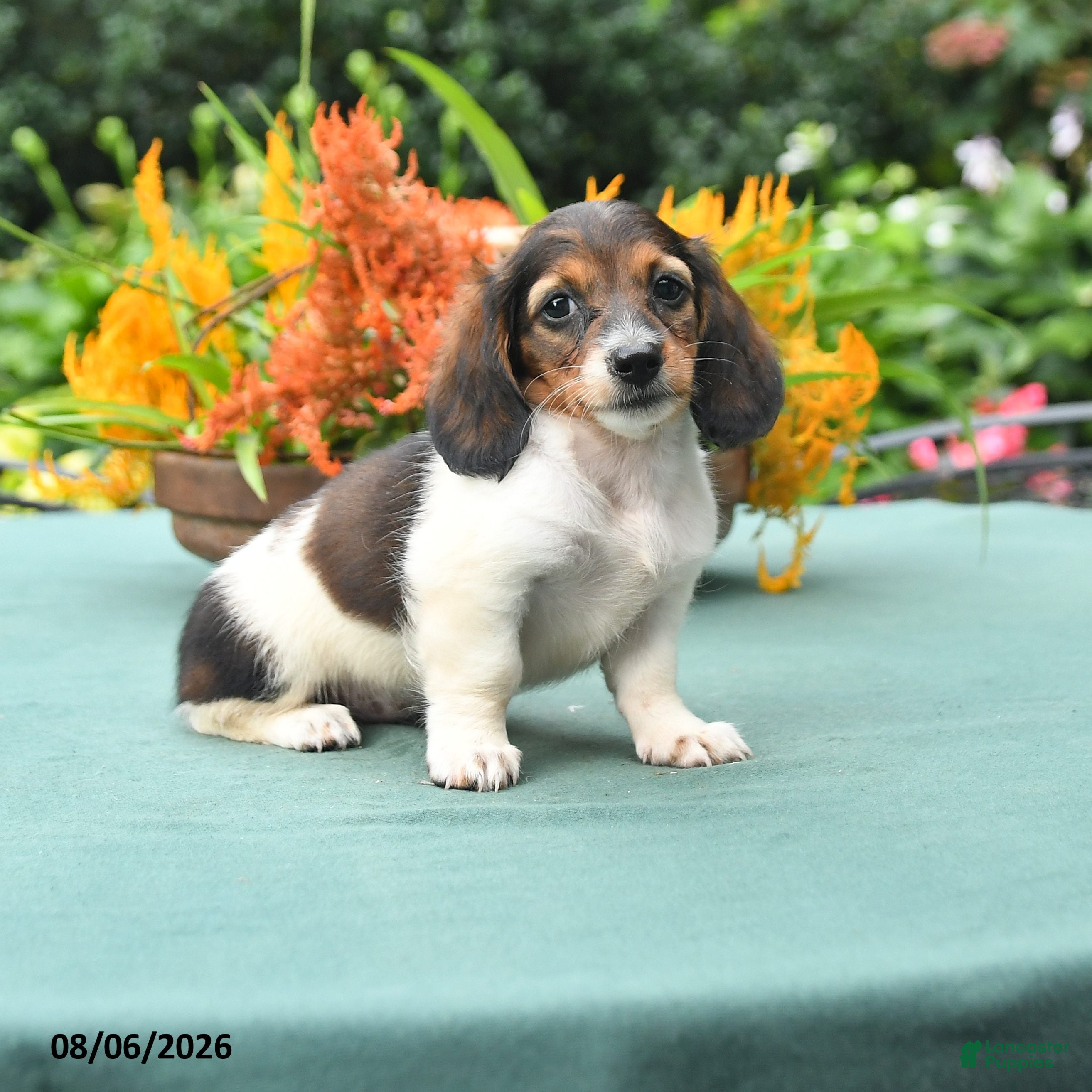 Dachshund dogs Tasha - Ad 1
