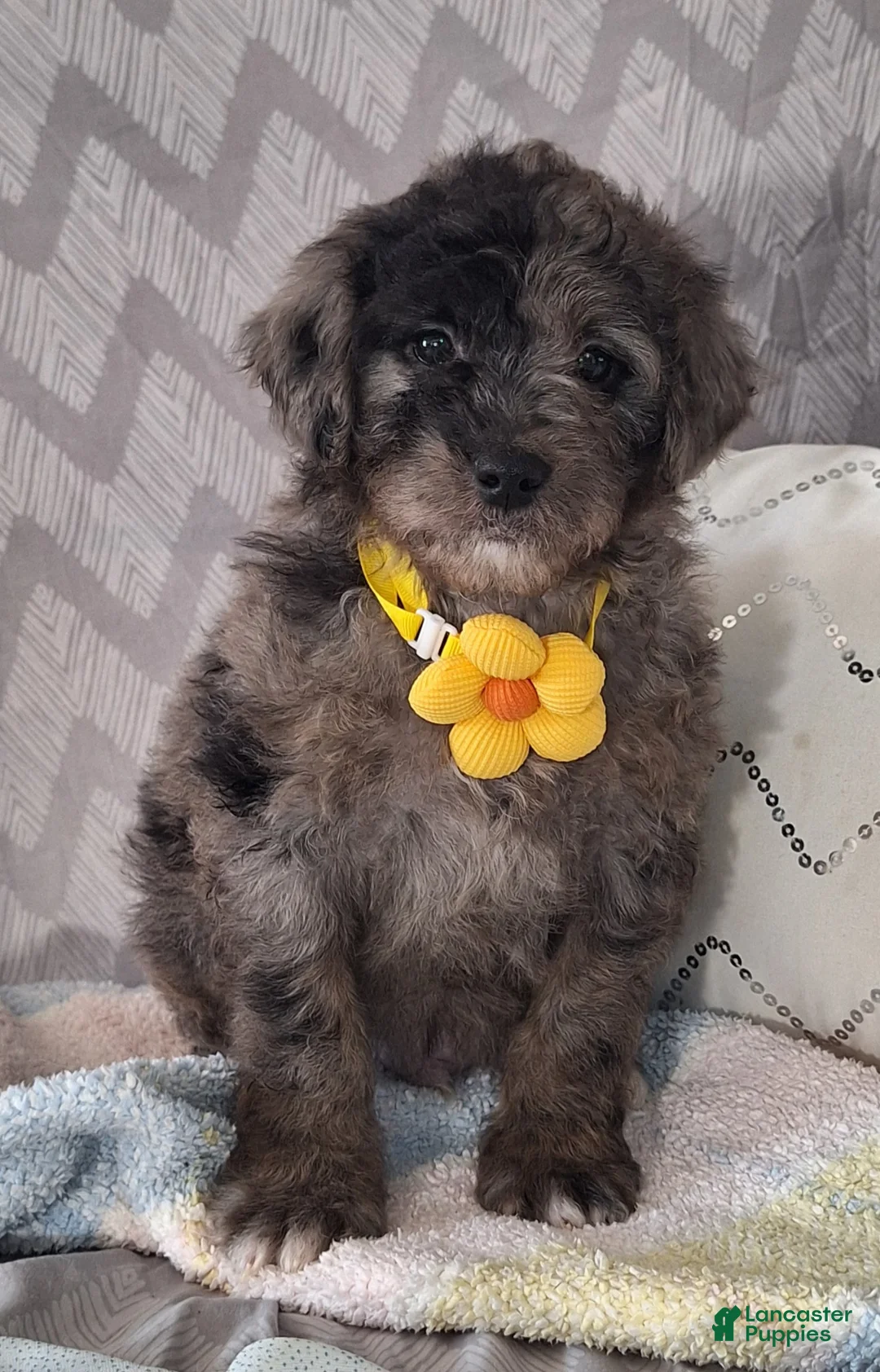 Mini Goldendoodle dogs for sale: Dylan - Ad 3