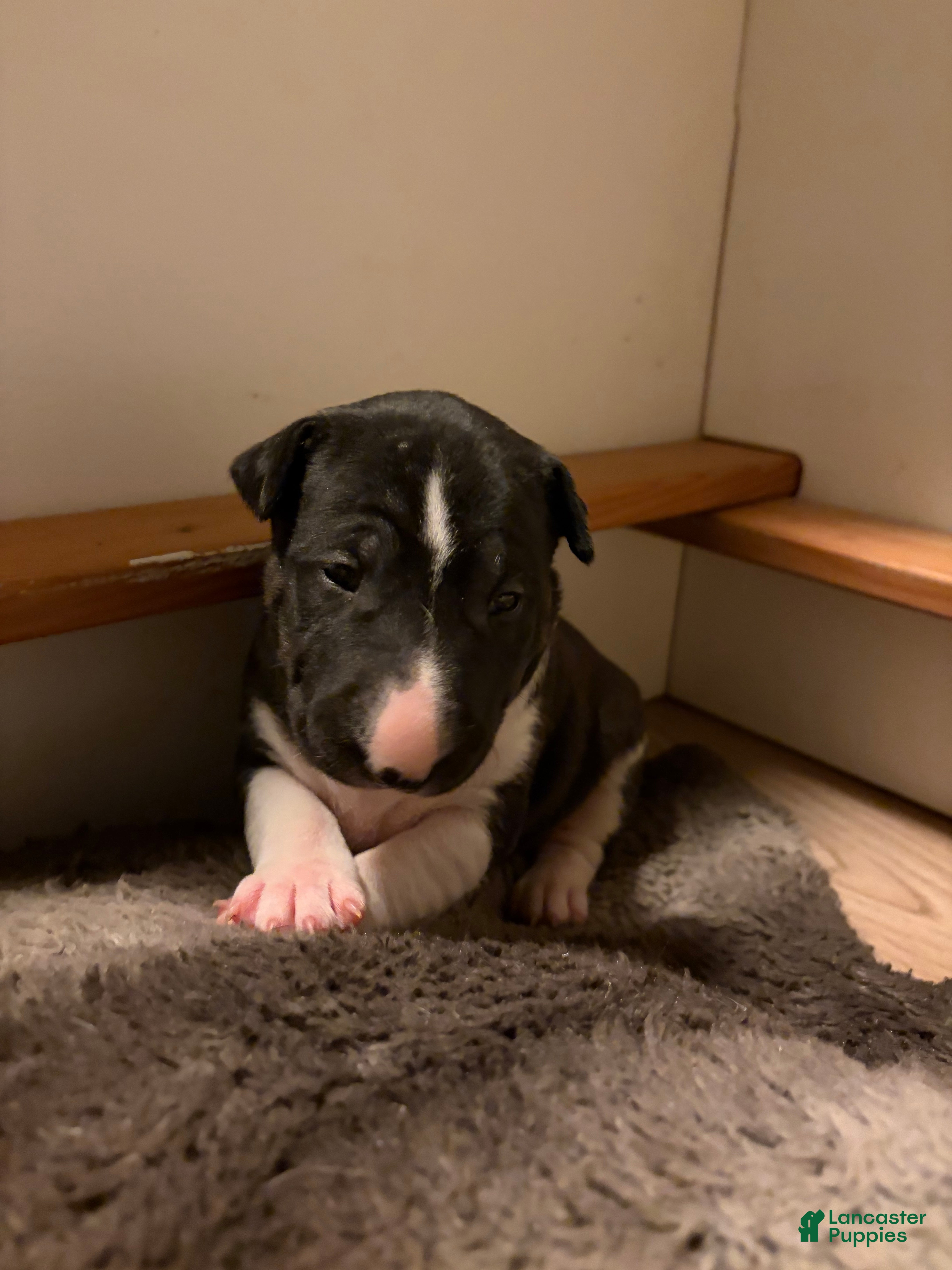 Bull Terrier dogs Rare Black Bull Terrier Puppy - Ad 1