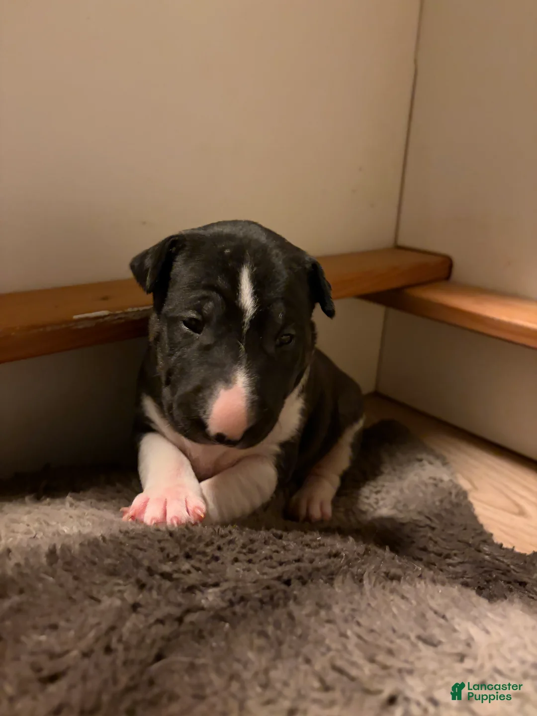 Bull Terrier dogs for sale: Rare Black Bull Terrier Puppy - Ad 1