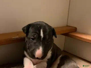 Bull Terrier dogs Rare Black Bull Terrier Puppy - Ad 39