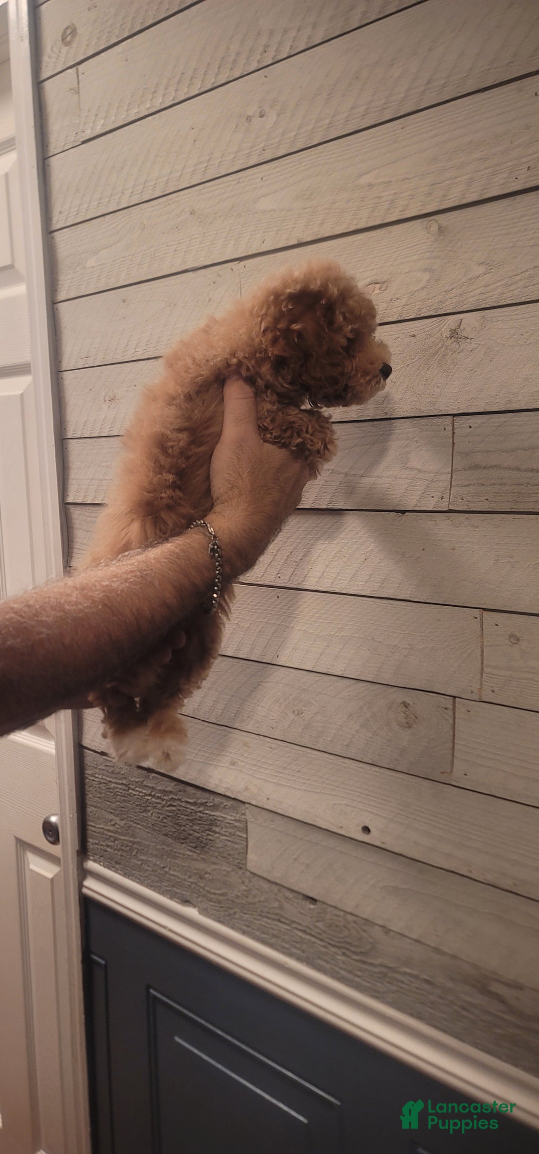 Maltipoo dogs for sale: Marshall. - Ad 2