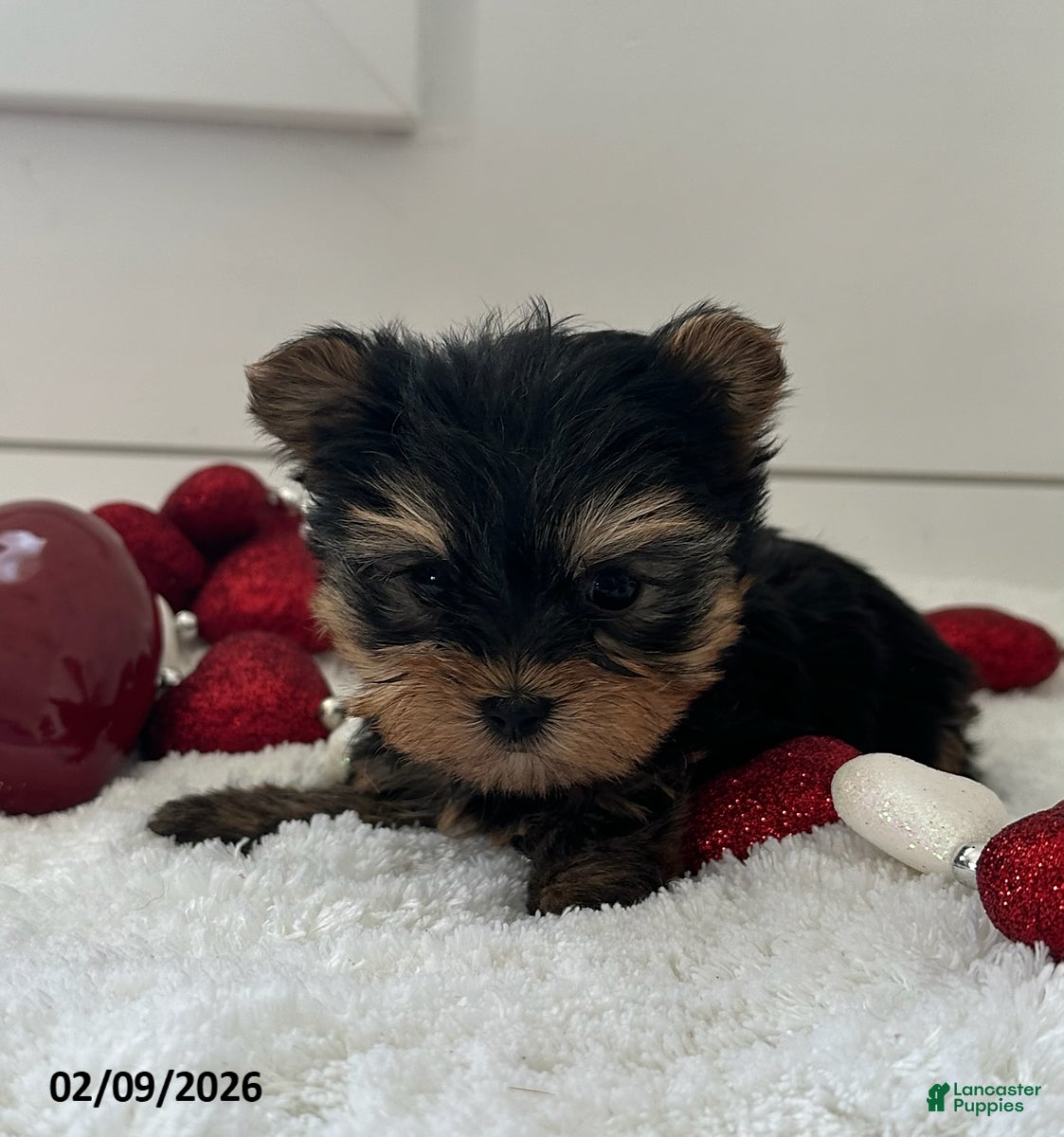 Yorkshire Terrier dogs Paisley - Ad 40