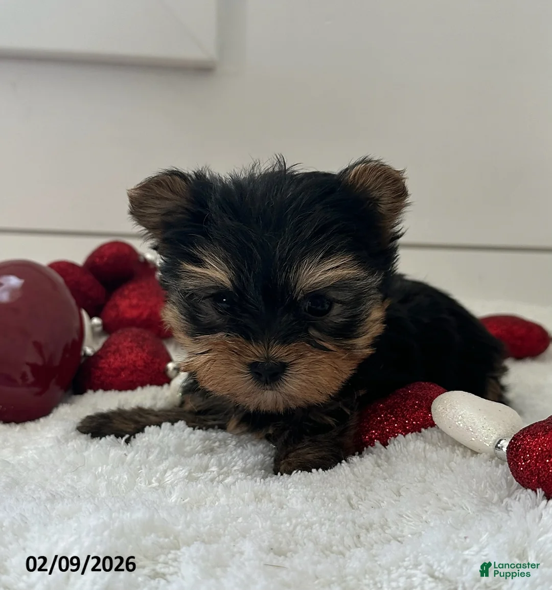 Yorkshire Terrier dogs for sale: Paisley - Ad 1