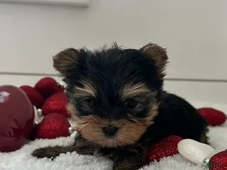 Yorkshire Terrier dogs Paisley - Ad 40