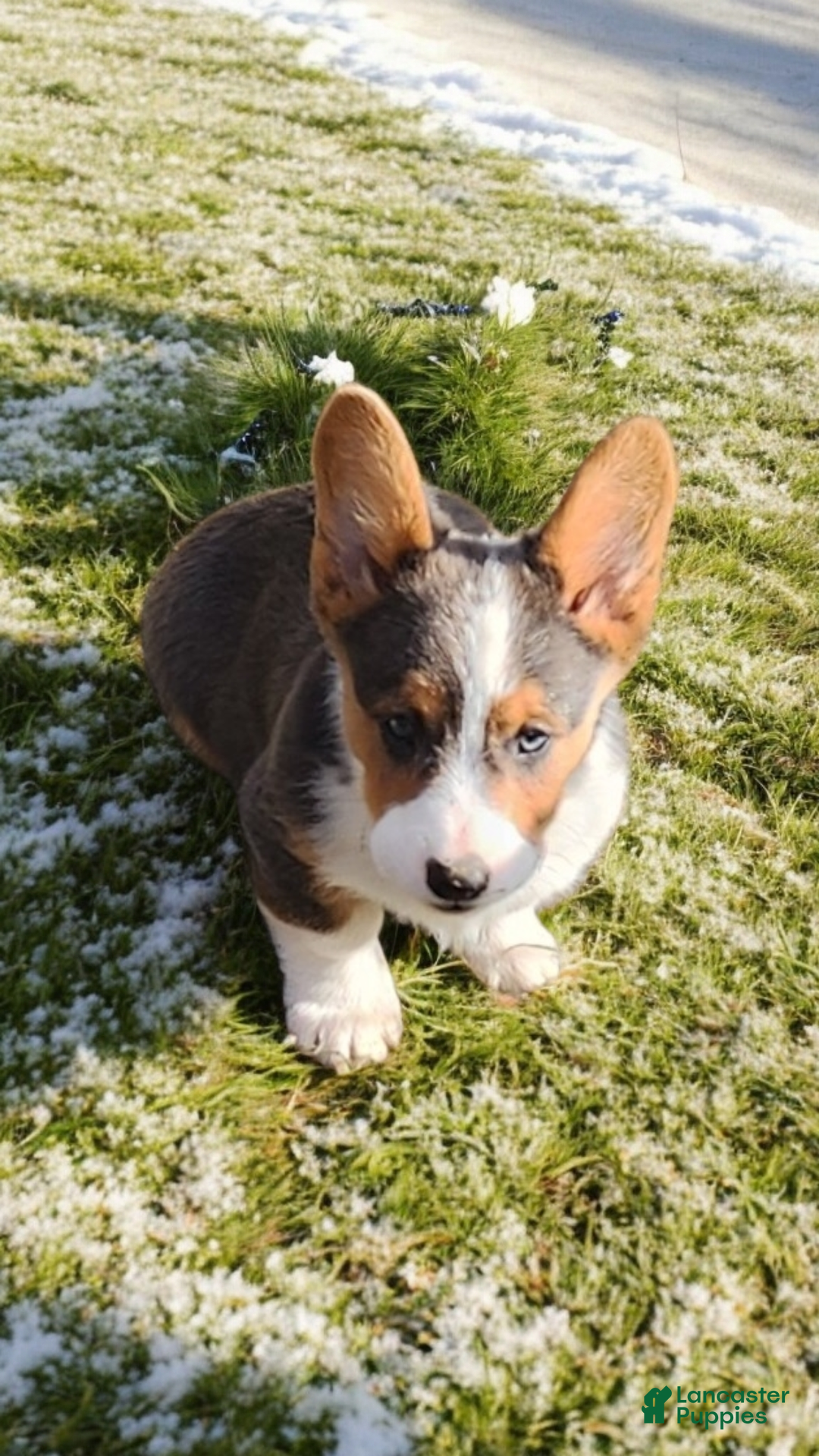 Welsh Corgi Pembroke dogs for sale: Axel Bluie - Ad 8