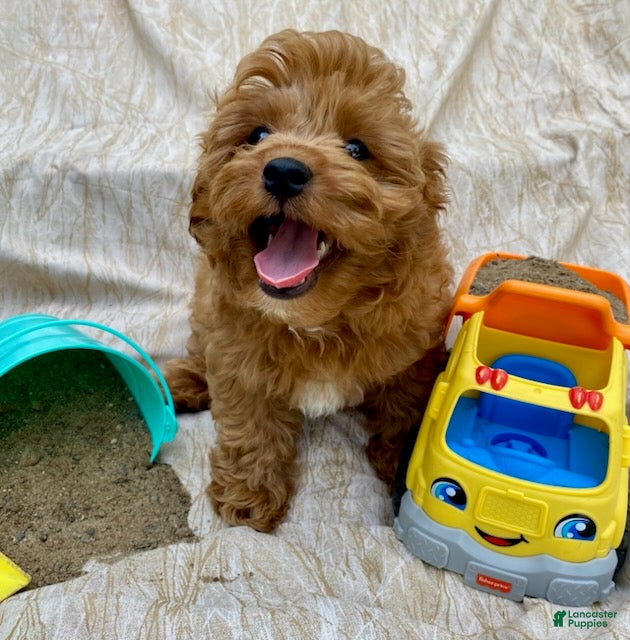 Cavapoo dogs Hector - Ad 2