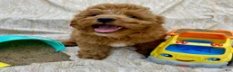 Cavapoo dogs for sale: Hector - Ad 2