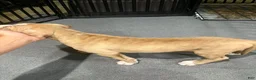 American Pit Bull Terrier dogs for sale: Button (UKC and ADBA) - Ad 4