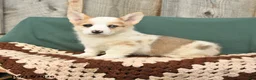 Welsh Corgi Pembroke dogs for sale: Hooper - Ad 1