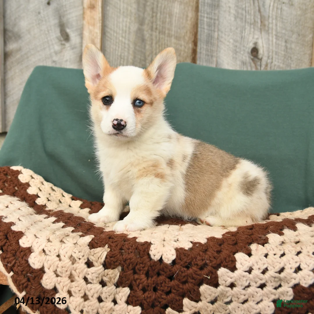 Welsh Corgi Pembroke dogs for sale: Hooper - Ad 1