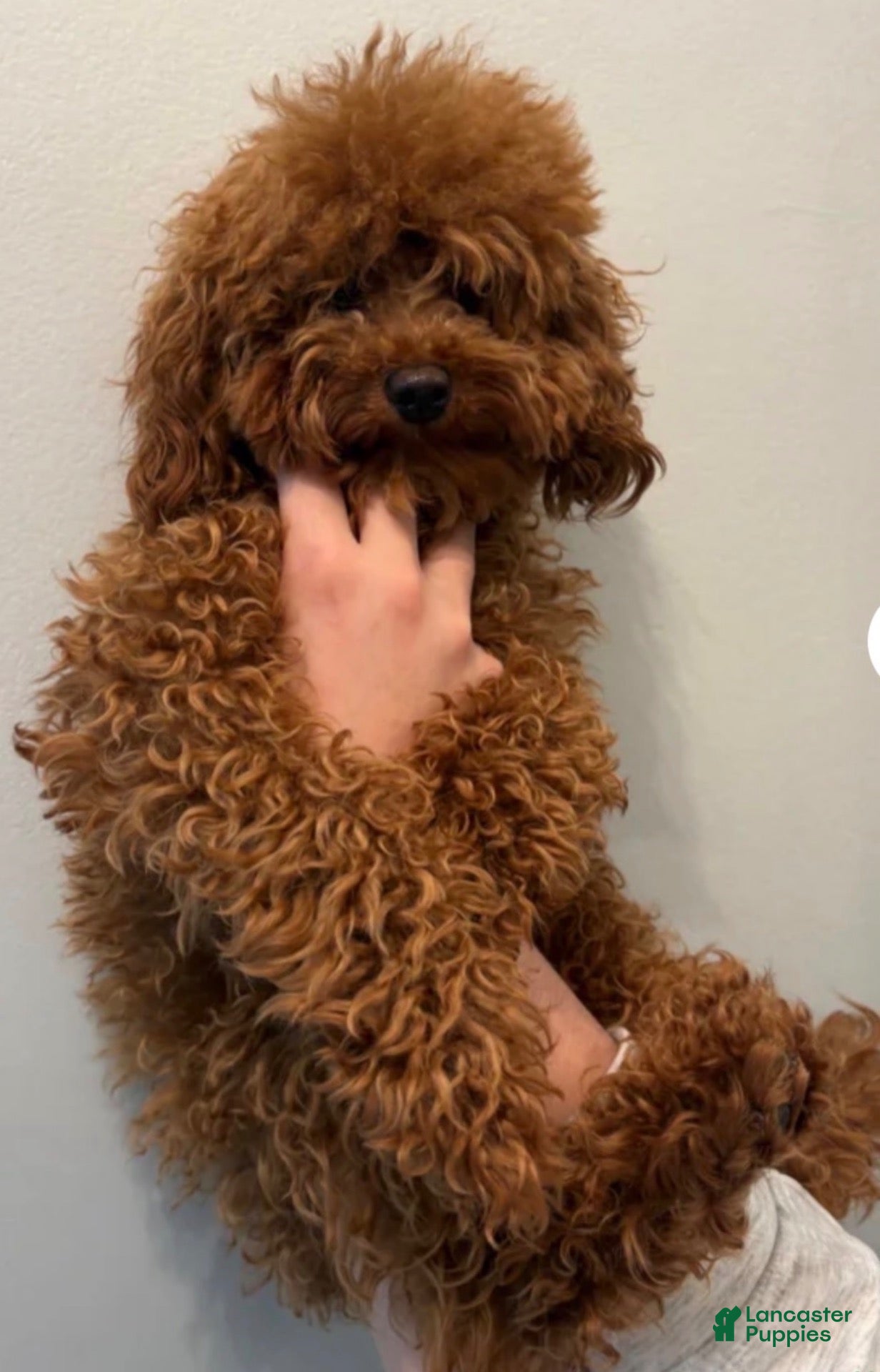 Toy Poodle dogs Teddy - Ad 2