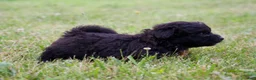 Mixed Breed dogs for sale: Marly - Ad 4