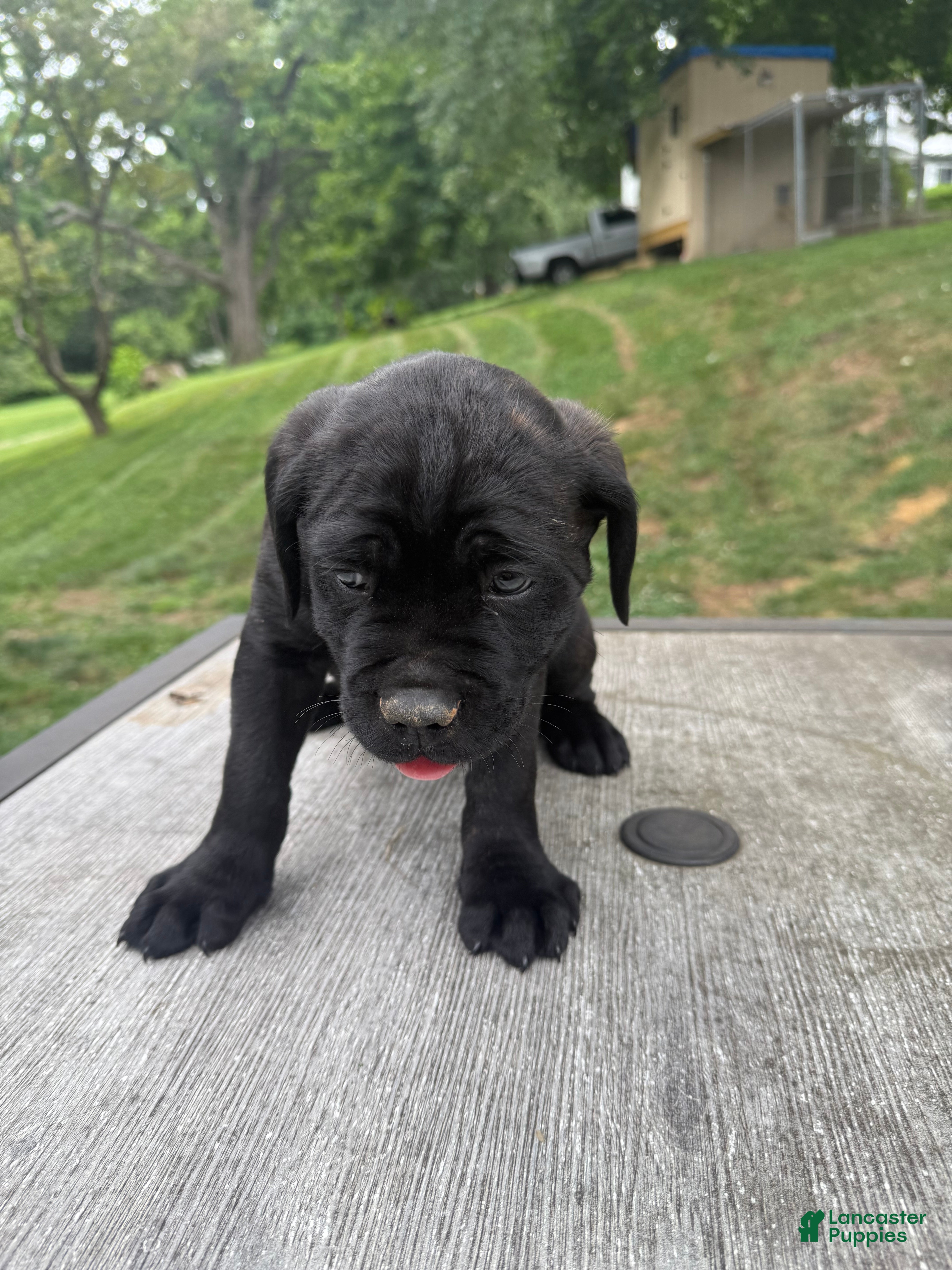 Cane Corso dogs Blue collar  - Ad 2