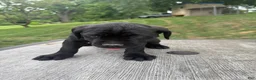 Cane Corso dogs for sale: Blue collar  - Ad 2