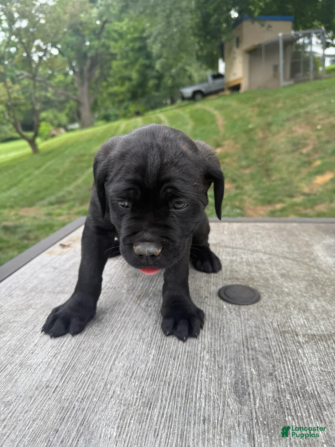 Cane Corso dogs for sale: Blue collar  - Ad 2