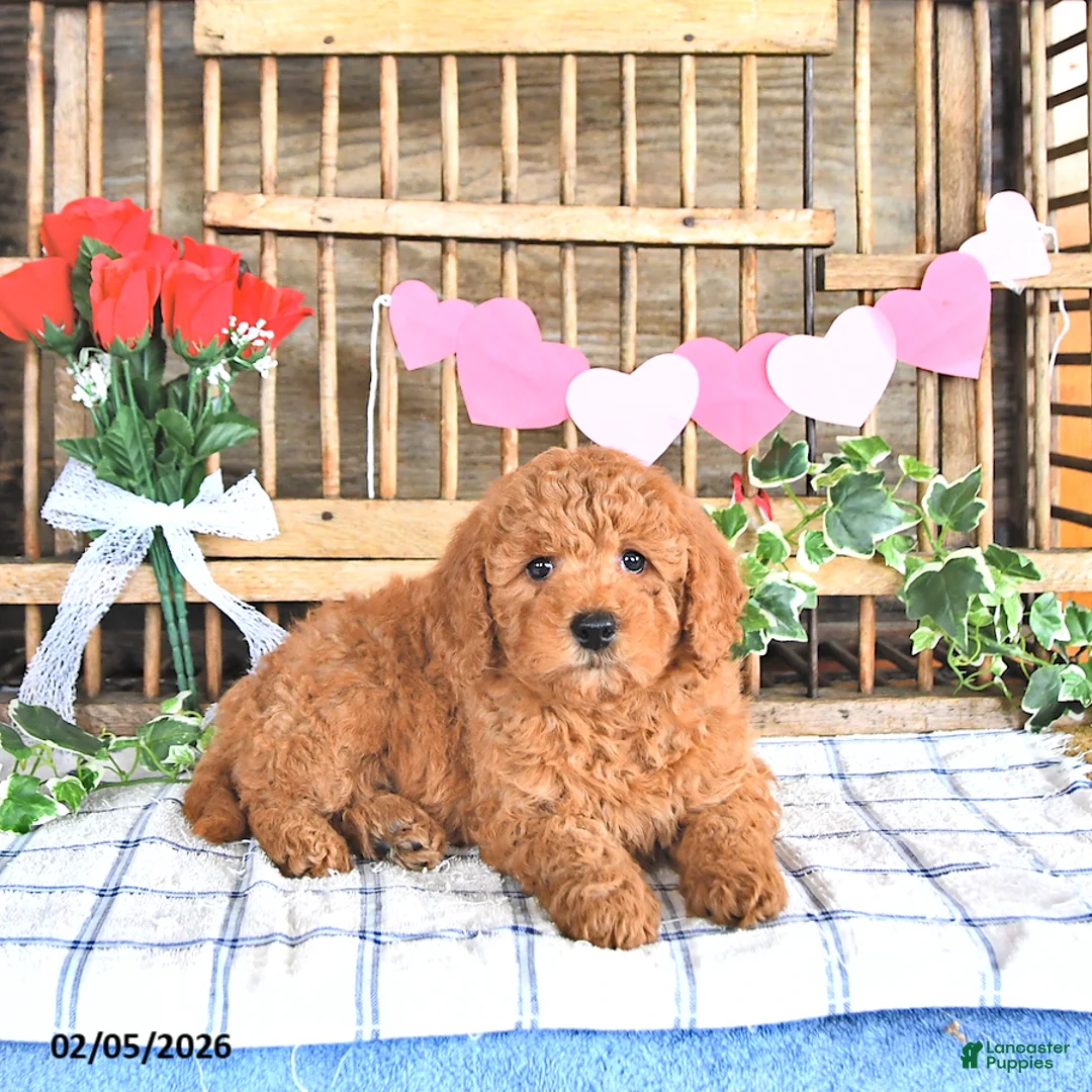 Mini Goldendoodle dogs for sale: Mercy - Ad 1