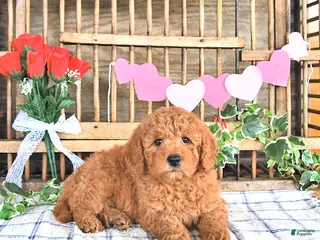 Mini Goldendoodle dogs Mercy - Ad 31