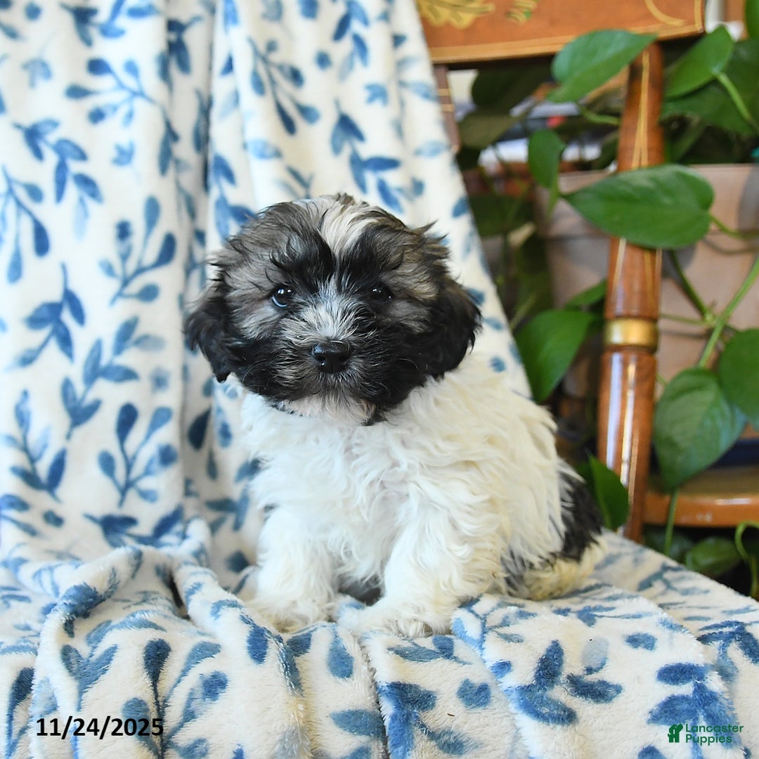 Havanese dogs for sale: Elsie - Ad 3