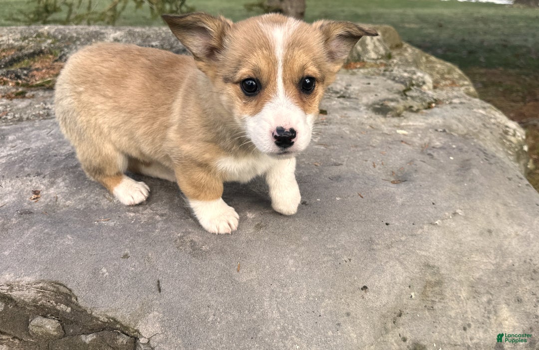 Welsh Corgi Pembroke dogs for sale: Dolly - Ad 4